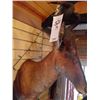 Image 1 : RED HARTEBEEST/SHOULDER MOUNT