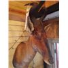 Image 2 : RED HARTEBEEST/SHOULDER MOUNT