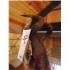 Image 3 : RED HARTEBEEST/SHOULDER MOUNT