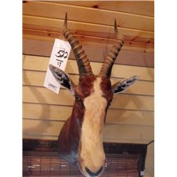 BLESBOK OR BLESBUCK/SHOULDER MOUNT