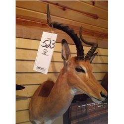 IMPALA/SHOULDER MOUNT
