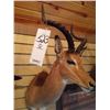 Image 1 : IMPALA/SHOULDER MOUNT