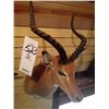 Image 2 : IMPALA/SHOULDER MOUNT