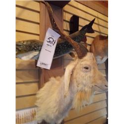 CATALINA HORNED WHITE GOAT/SHOULDER MOUNT