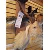 Image 1 : CATALINA HORNED WHITE GOAT/SHOULDER MOUNT