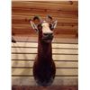 Image 1 : BLESBOK OR BLESBUCK/SHOULDER MOUNT