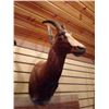 Image 2 : BLESBOK OR BLESBUCK/SHOULDER MOUNT
