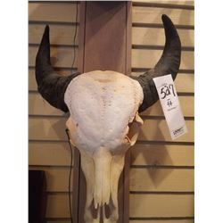 WATER BUFFALO/EUROPEAN MOUNT