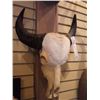 Image 2 : WATER BUFFALO/EUROPEAN MOUNT