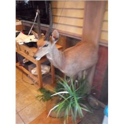 CAPE BUSH BUCK/HALF BODY MOUNT