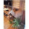 Image 1 : CAPE BUSH BUCK/HALF BODY MOUNT