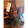 Image 2 : CAPE BUSH BUCK/HALF BODY MOUNT