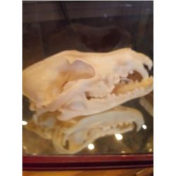 LIONESS SKULL/IN GLASS ENCLOSURE
