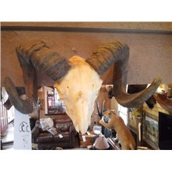 SPIRAL HORNED GOAT/ SKULL MOUNTED