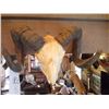 Image 1 : SPIRAL HORNED GOAT/ SKULL MOUNTED