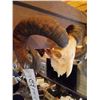 Image 2 : SPIRAL HORNED GOAT/ SKULL MOUNTED