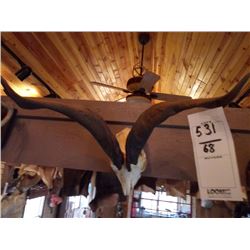 WHITE HORNED GOAT/SKULL MOUNT