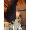 Image 2 : WHITE HORNED GOAT/SKULL MOUNT