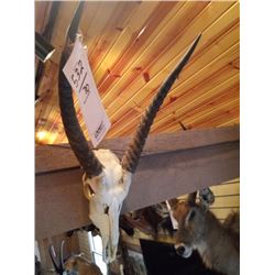 CORSICAN RAM/EUROPEAN MOUNT