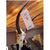 Image 2 : CORSICAN RAM/EUROPEAN MOUNT