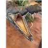 Image 2 : FEATURED ITEM:14 FT AFRICAN CROCODILE ON CUSTOM FULL LENGTH CUSTOM DISPLAY BASE