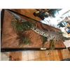 Image 5 : FEATURED ITEM:14 FT AFRICAN CROCODILE ON CUSTOM FULL LENGTH CUSTOM DISPLAY BASE