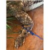 Image 6 : FEATURED ITEM:14 FT AFRICAN CROCODILE ON CUSTOM FULL LENGTH CUSTOM DISPLAY BASE