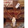 Image 1 : RED STAG/EUROPEAN MOUNT