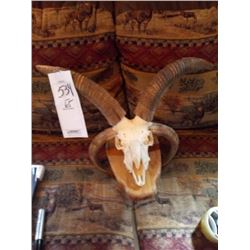 JACOBS 4 HORNED RAM/SKULL MOUNT