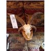 Image 1 : JACOBS 4 HORNED RAM/SKULL MOUNT