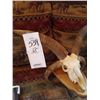 Image 2 : JACOBS 4 HORNED RAM/SKULL MOUNT