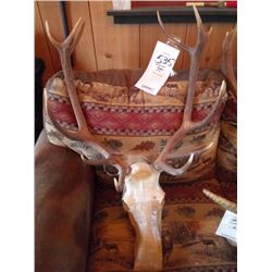 RED STAG/EUROPEAN MOUNT