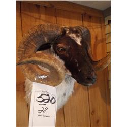BLACK FACED CORSICUM RAM/SHOULDER MOUNT