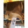 Image 1 : IMPALA HIDE