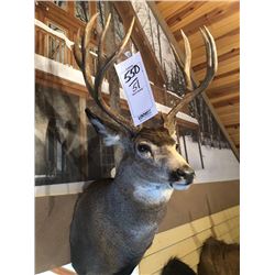 MULE DEAR/SHOULDER MOUNT