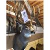 Image 1 : MULE DEAR/SHOULDER MOUNT