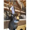 Image 2 : MULE DEAR/SHOULDER MOUNT
