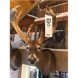 NON TYPICAL WHITETAIL DEER/SHOULDER MOUNT