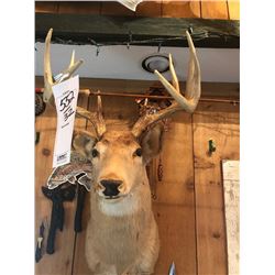 WHITETAIL DEER/SHOULDER MOUNT
