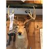 Image 1 : WHITETAIL DEER/SHOULDER MOUNT