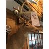 Image 2 : WHITETAIL DEER/SHOULDER MOUNT