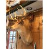 Image 3 : WHITETAIL DEER/SHOULDER MOUNT