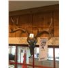 Image 1 : WHITETAIL DEER HORNS