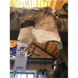 SPRINGBOK OR SPRING BUCK HIDE