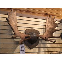 PRIME ALASKAN YUKON MOOSE RACK