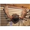 Image 1 : PRIME ALASKAN YUKON MOOSE RACK