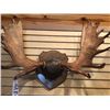 Image 2 : PRIME ALASKAN YUKON MOOSE RACK
