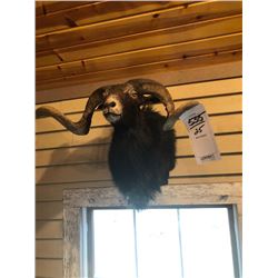 BLACK HAWAIIAN RAM/SHOULDER MOUNT