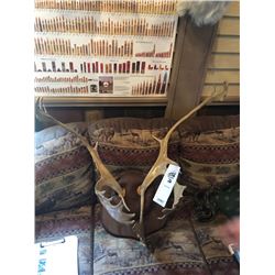 SMALL CARIBOU ANTLERS