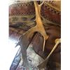 Image 3 : SMALL CARIBOU ANTLERS